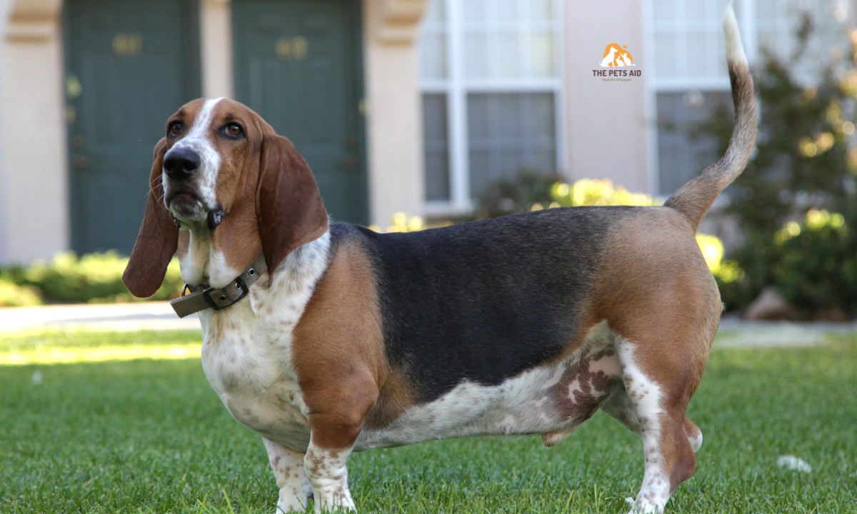 Which Dog Doesn’t Need Much Care? – (7 Breeds) 6 Basset Hound